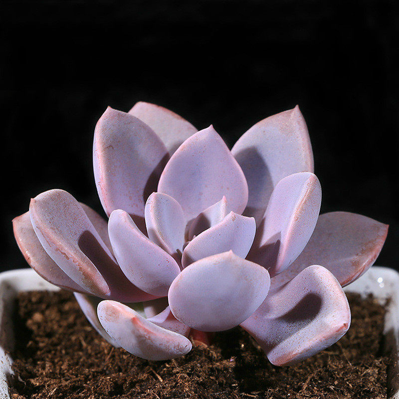 黛比多肉植物紫色多肉粉色美观耐旱易养活绿植盆栽室内吸甲醛肉肉