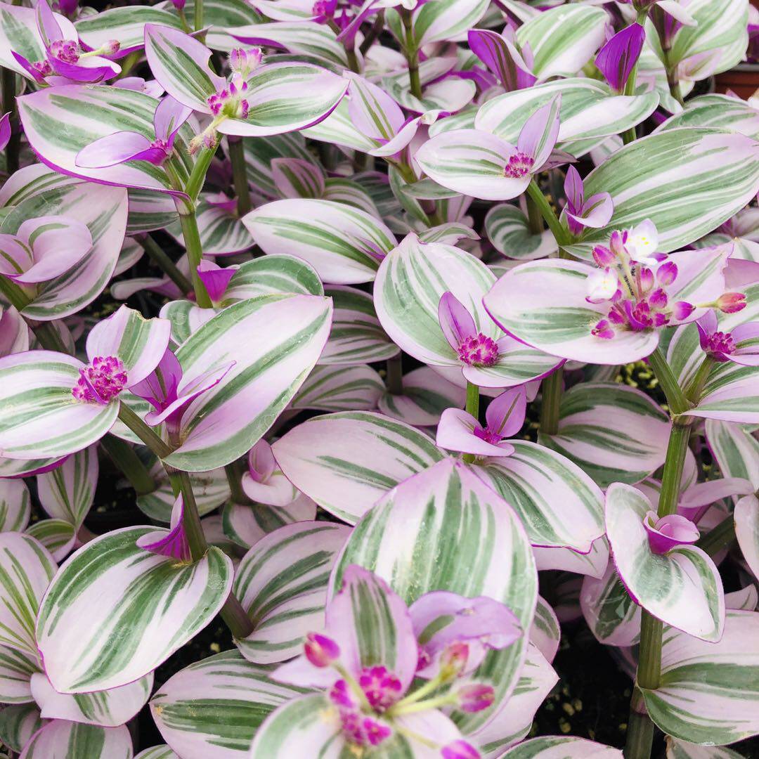 油画婚礼紫锦兰吊竹梅胭脂云钻石翡翠鸭舌兰金边卷叶吊兰金心盆栽