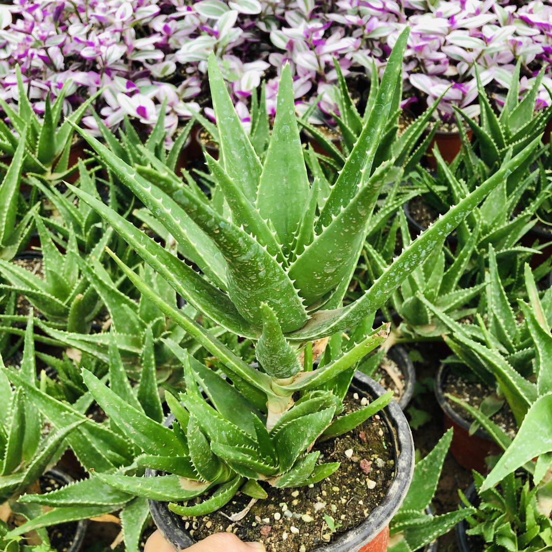 虎牙翡翠殿海虎兰木立芦荟室内好养吸甲醛净化空气办公桌盆栽花卉