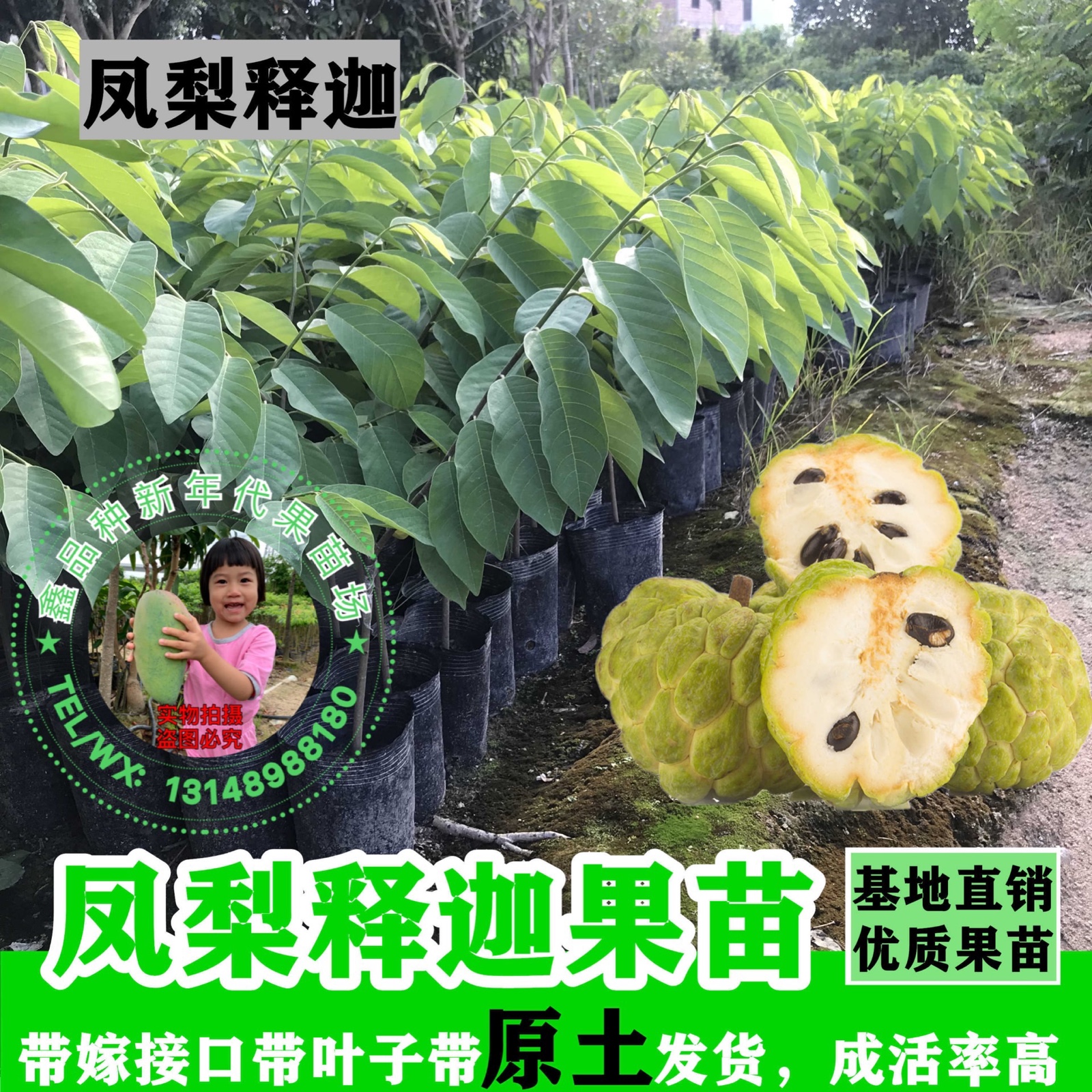 佛陀果番荔枝苗台湾释迦果苗番荔枝树苗佛头果凤梨释迦果树苗包邮