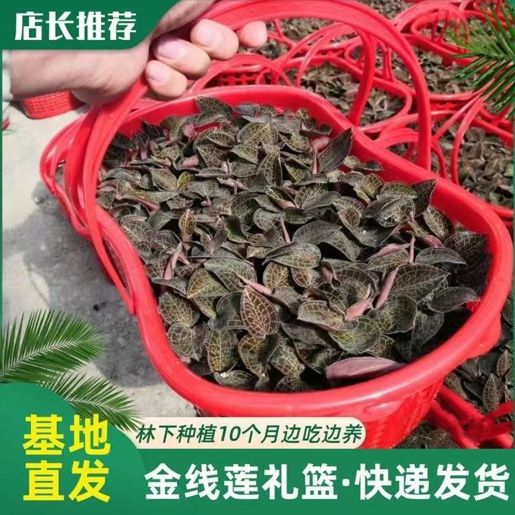 福建金线莲礼篮南靖种植土培金线莲鲜品种苗阳光苗篮景篮子装包邮