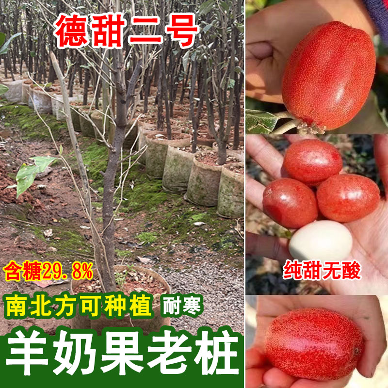 羊奶子果树苗德甜二号盆栽地栽庭院耐冬耐冻南方北方四季种植果树