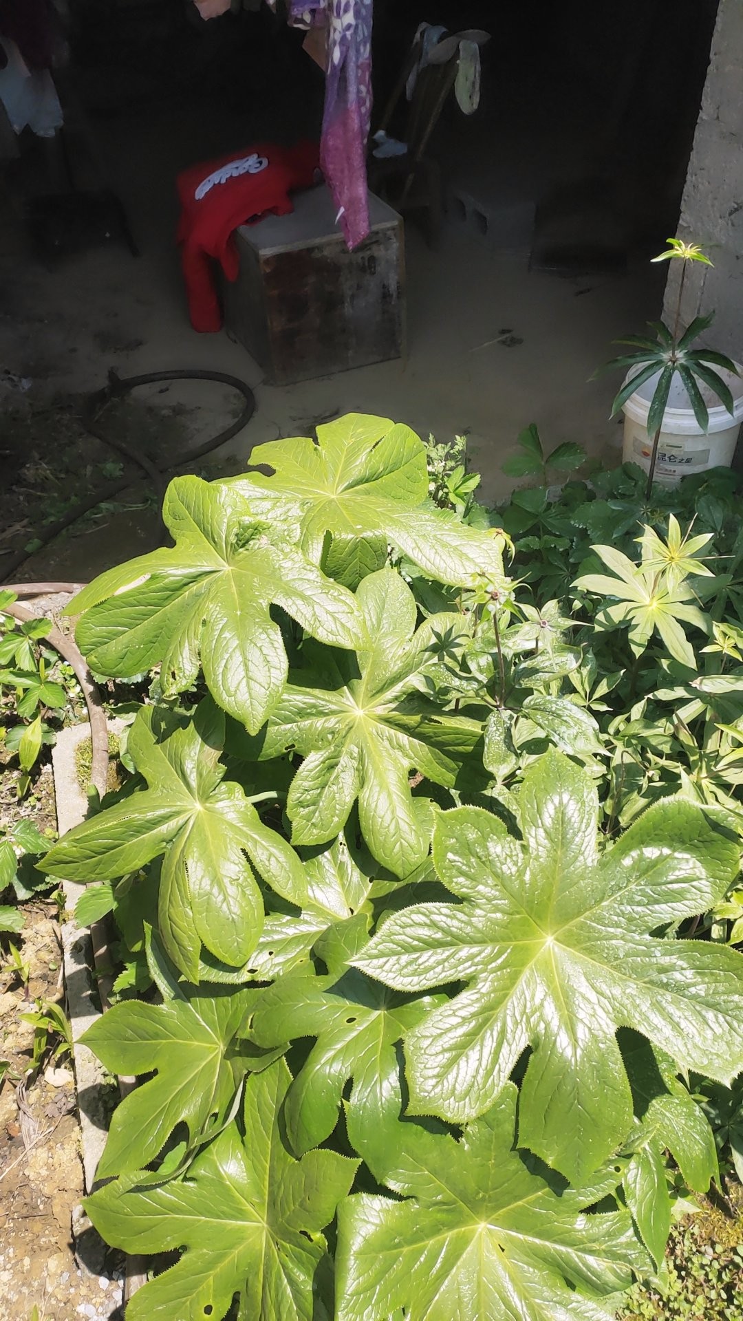 原生江边一碗水八角连金魁莲八角莲苗种苗盆栽地栽包邮带芽发货