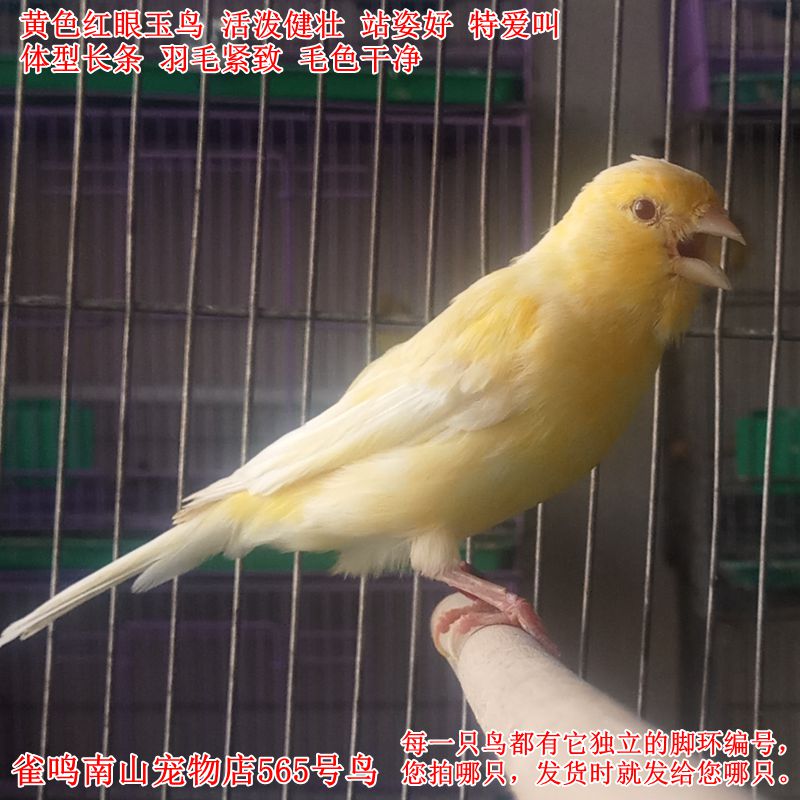 565号母鸟特爱叫黄色红眼玉鸟活体芙蓉鸟威武健壮站姿
