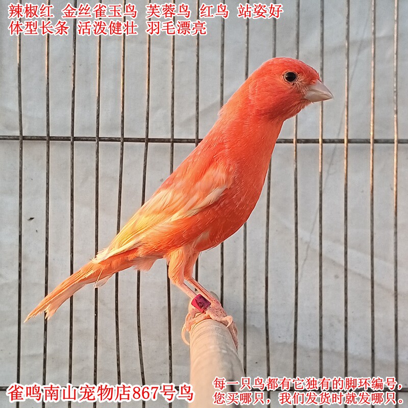 867号母鸟辣椒红金丝雀玉鸟芙蓉鸟健壮活泼 羽毛漂亮 体型站姿好