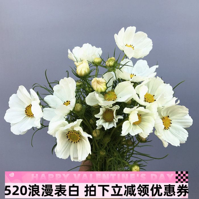 魅力 多色格桑花 娇柔花卉 高雅气质 娇弱 一扎10朵 北京鲜花速递