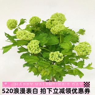 欧洲木绣球鲜切花高端水培花卉小清新木本瓶插花北京同城鲜花速递