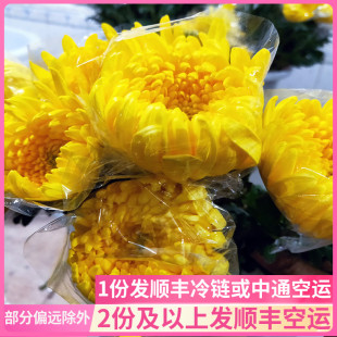 鲜菊花拜祭云南斗南基地直发市场上坟祭祀墓地扫墓场黄白批鲜花发