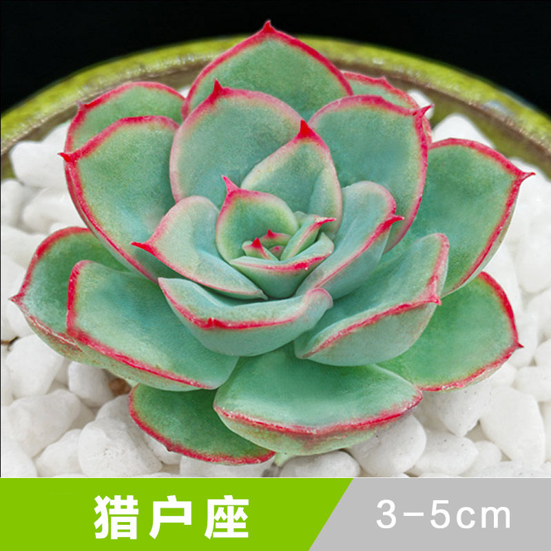 猎户座 多肉 多肉植物盆栽花卉肉肉植物办公室绿植花卉盆栽