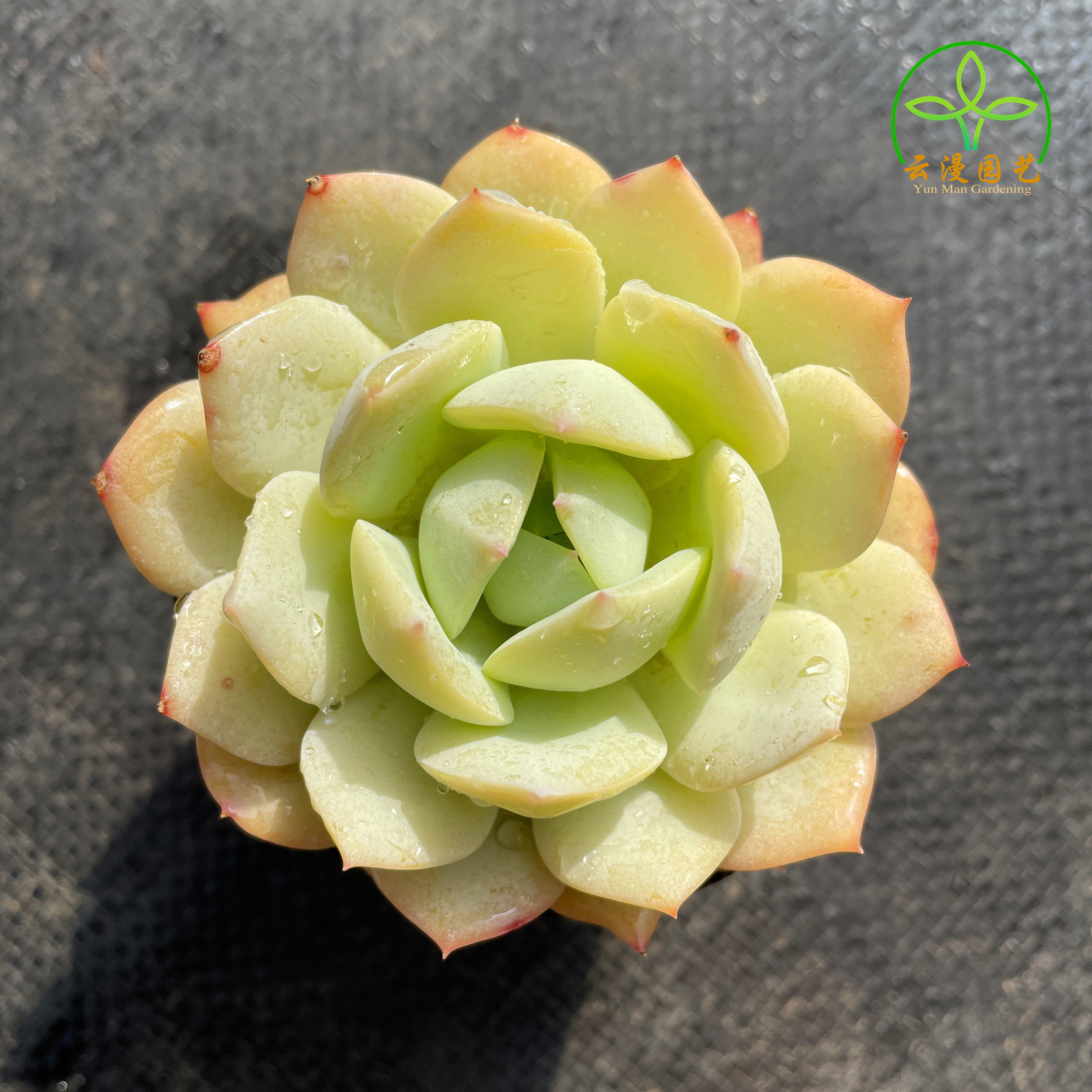 韩国恋曲多肉植物香草杂办公室内多肉萌肉肉盆栽花卉多肉植物