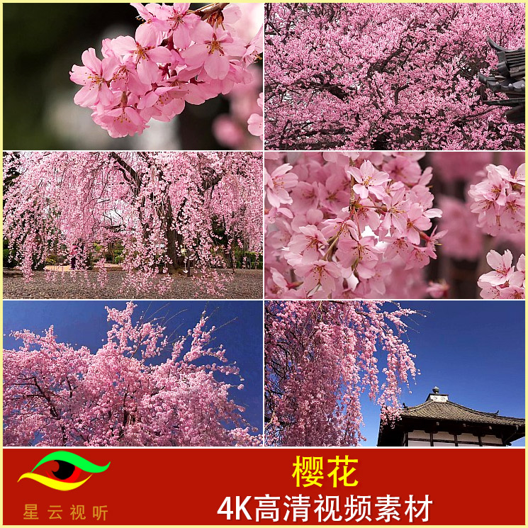 一树樱花 绚丽缤纷的花朵 日本樱花花瓣特写 4K高清视频素材