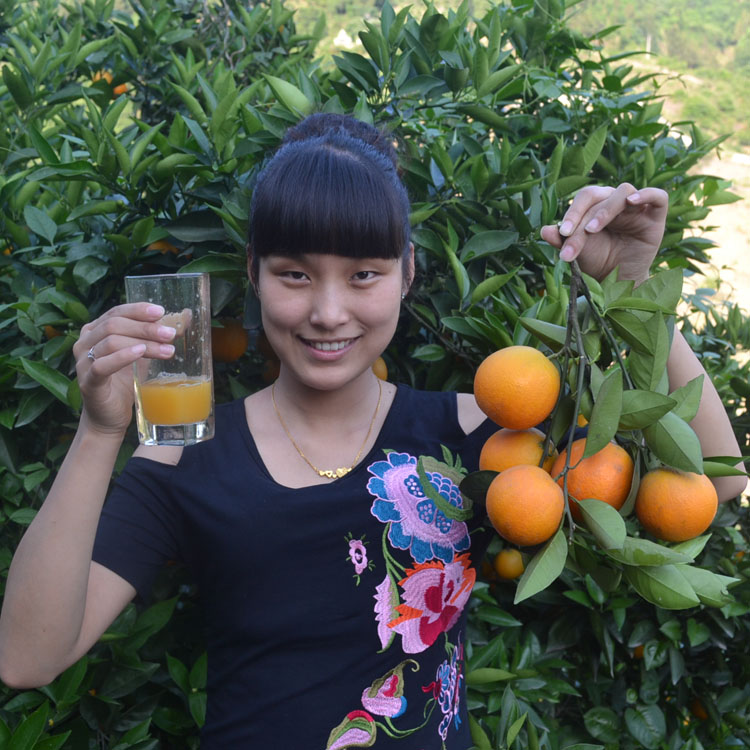 新鲜夏橙摘现发橙子新鲜水果5斤包邮非赣南脐橙伦晚血橙