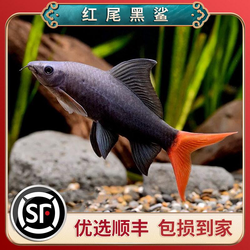 红尾黑鲨鱼淡水热带观赏鱼清洁鱼缸除藻鱼活体工具鱼清道夫鱼活体