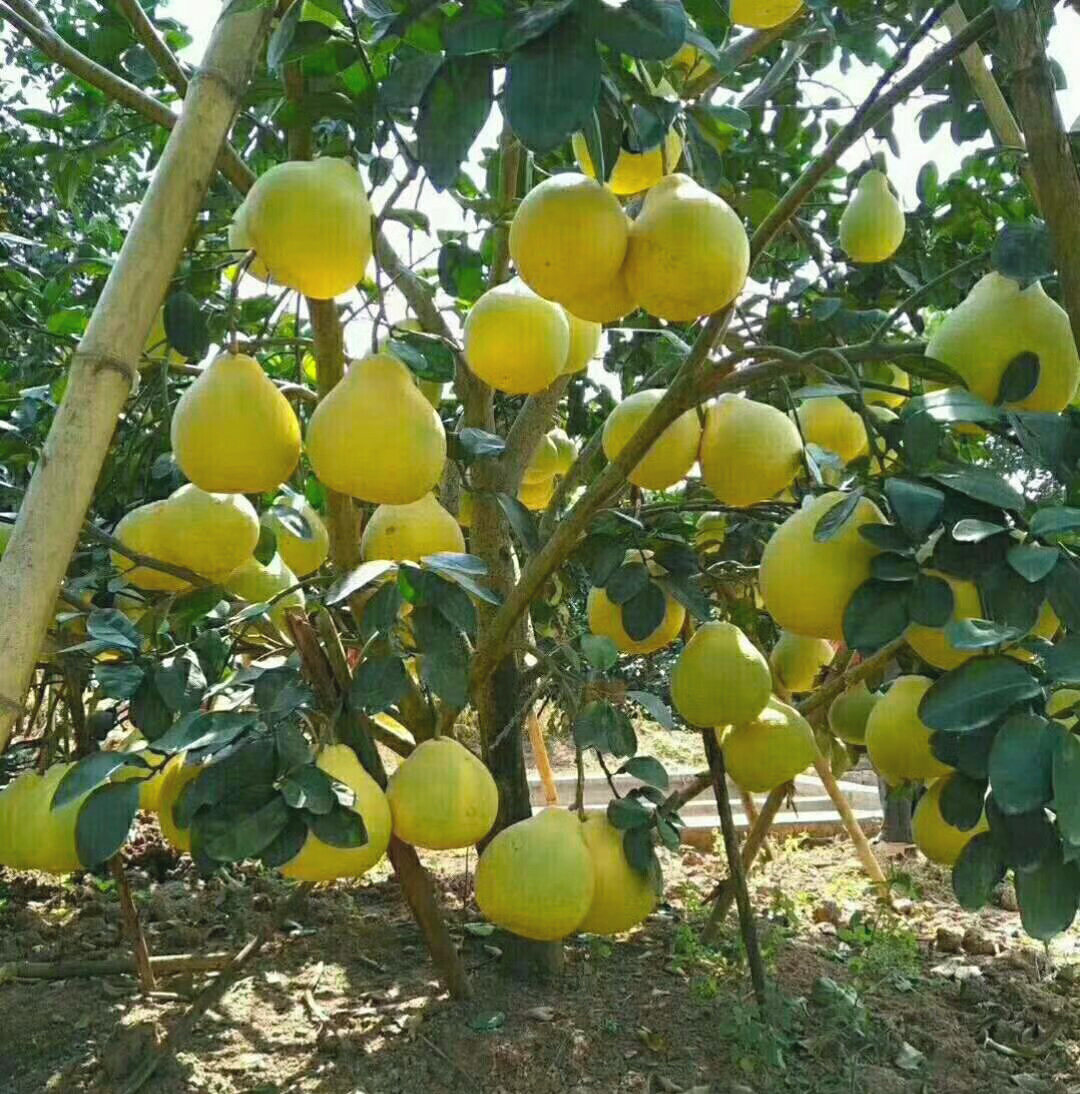 热销三红蜜柚嫁接果树苗_嫁接沙田柚红心蜜柚三红柚苗当年结果白肉