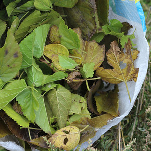 桑叶茶霜后图片