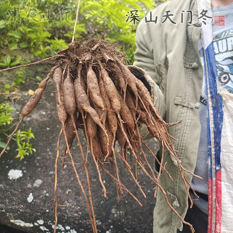 深山现挖野生天冬草泡酒新鲜天门冬中药材天冬500g包邮炖汤料药膳