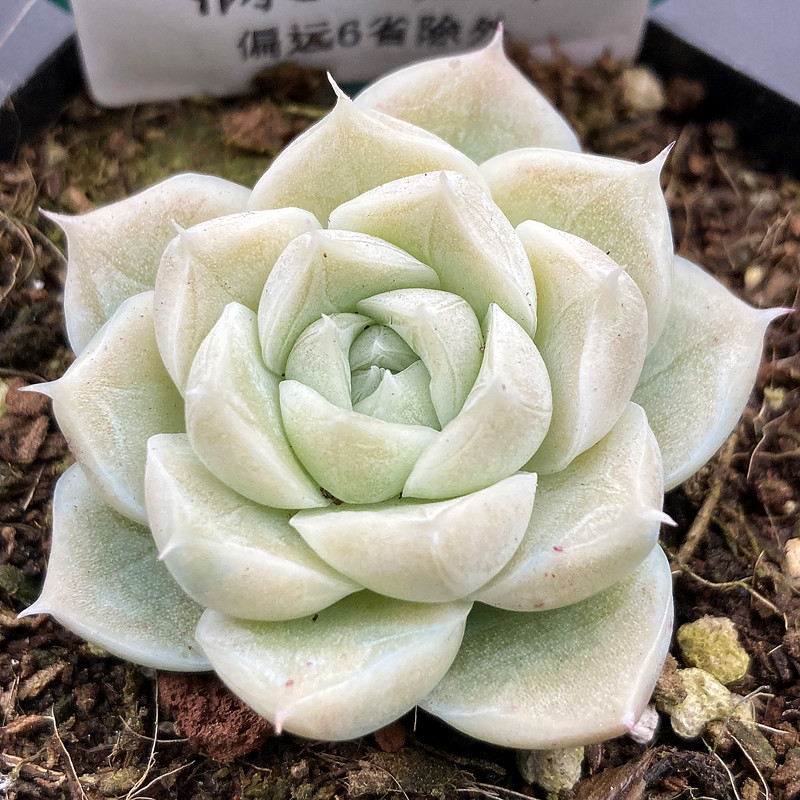 女王白女王多肉植物白体玫瑰暗纹一物一拍杂交多肉植物