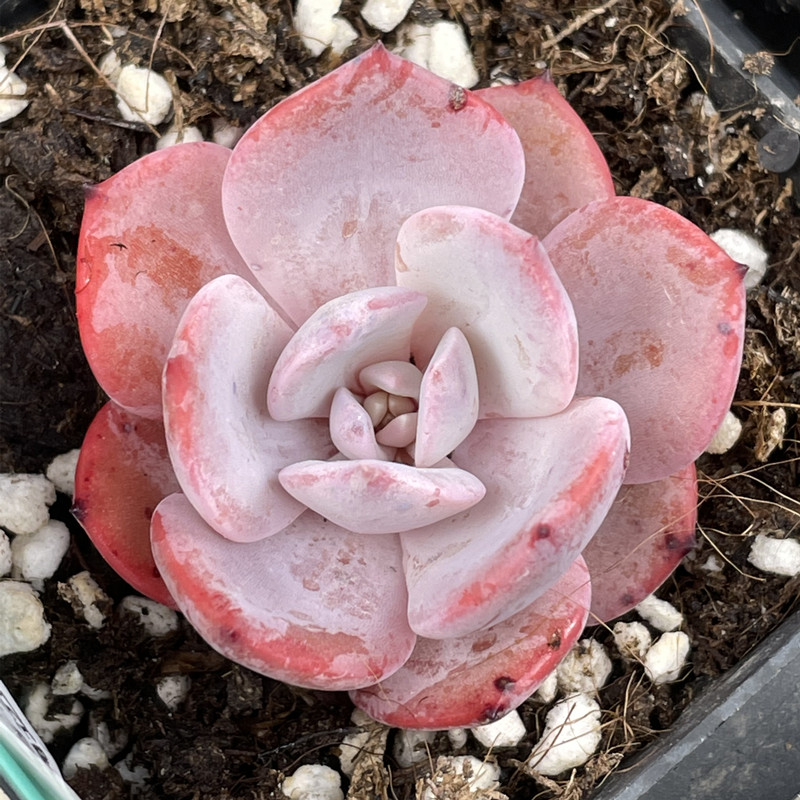 劳雪多肉植物一物一拍劳伦斯雪莲17c28058元发货多肉植物