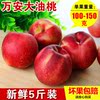 现货当季大油桃5斤新鲜山西农家特产黄心桃子孕妇儿零食水果包邮|ru 现货当季大油桃5斤新鲜山西农家特产黄心桃子孕妇儿零食水果包邮|ru