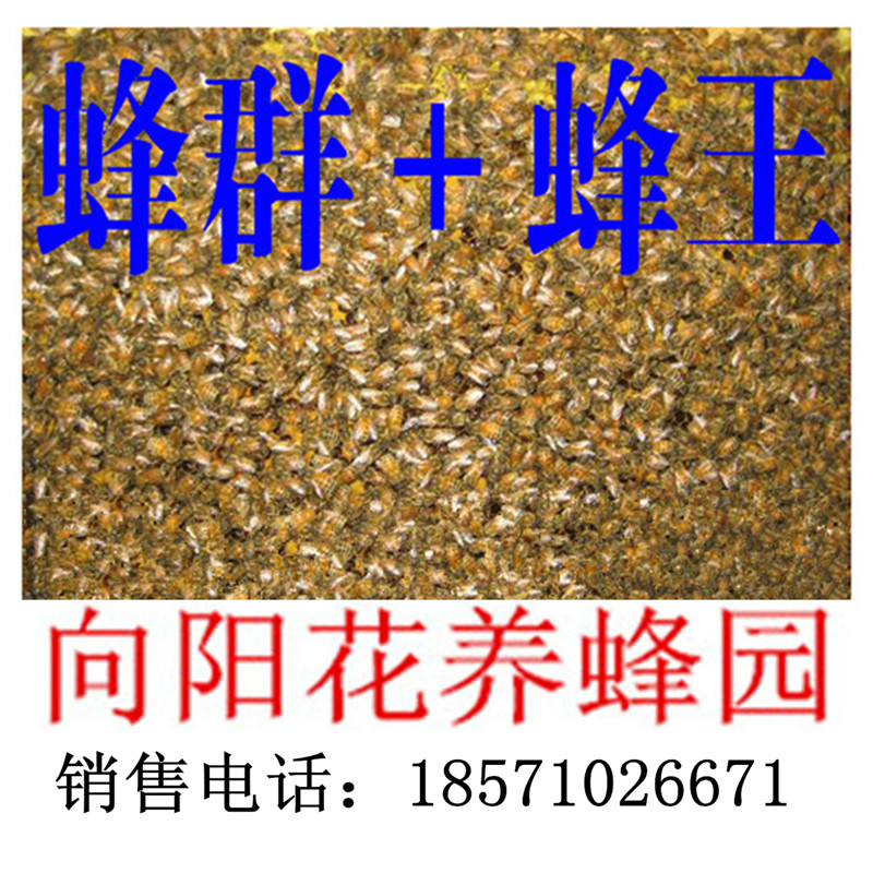蜜蜂蜂群 意蜂群 活体低价邮寄出售 带蜂王 带1张巢脾 不带蜂箱|ruв категории традиционные питательный пища, продуктов пчеловодства, других продуктов пчеловодства - от Buy2taobao.com для оказания профессиональной услуги покупки агента Taobao
