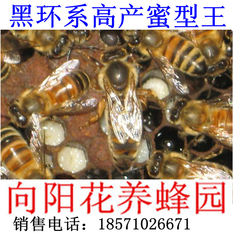 黑环系高产蜜型王。意蜂蜂王蜜蜂蜂王种蜂王活体蜜蜂群出售蜂群|ruв категории традиционные питательный пища, продуктов пчеловодства, других продуктов пчеловодства - от Buy2taobao.com для оказания профессиональной услуги покупки агента Taobao