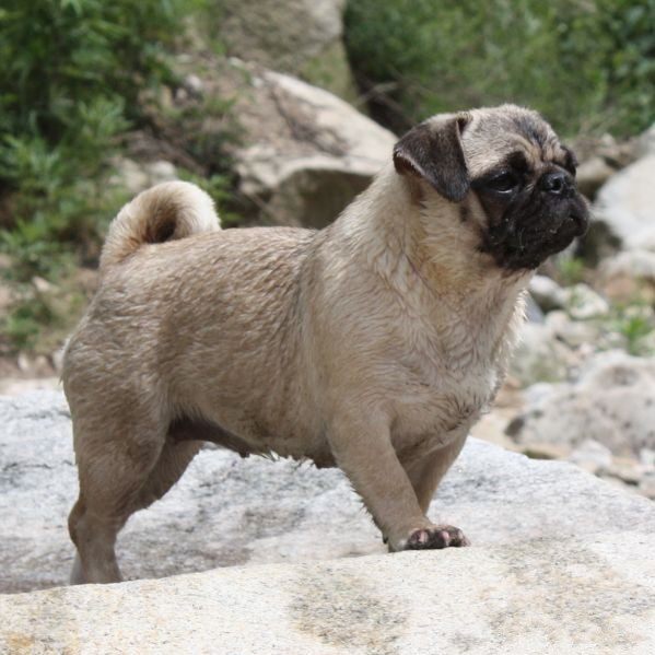 纯种巴哥幼犬哈巴狗活波可爱公母都有支持支付宝血统纯正城市伴侣