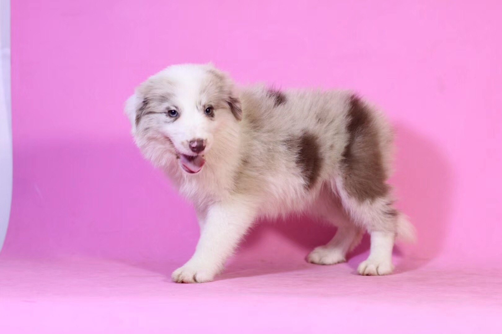 纯种边境牧羊犬幼犬活体狗狗边牧宠物犬陨石色七白到位