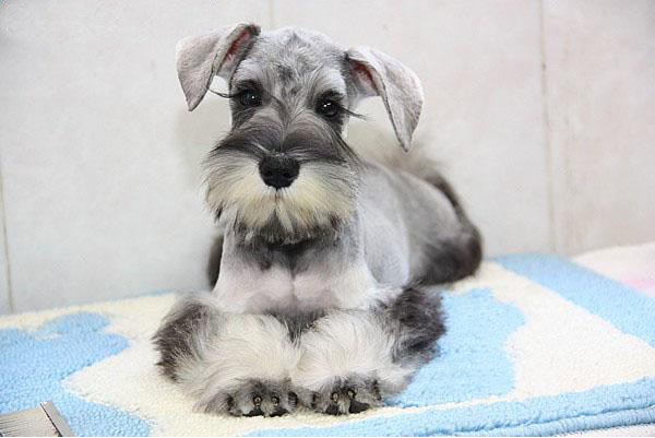 一折雪纳瑞幼犬