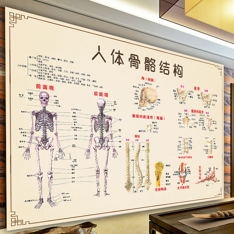 彩色学骨骼结构图神经肌肉五脏六腑淋巴示意解刨器官挂图已售100新品
