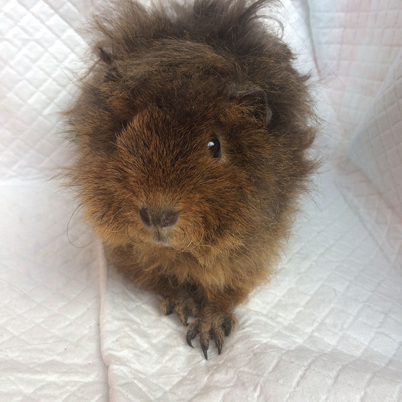 棕刺色长卷卷毛泰迪荷兰猪活体长毛豚鼠彩豚 宝宝 小豚鼠健康包活