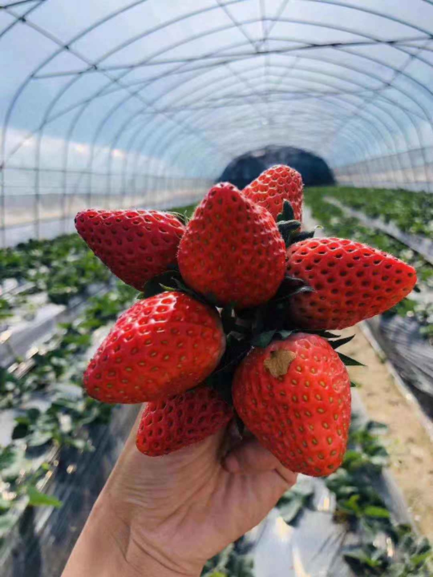 现货上海本地章姬奶油草莓新水果1箱3层礼盒装只卖上海送上门包邮