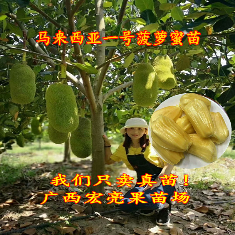 四季菠萝蜜果树苗当年结果嫁接苗干包多肉带土带叶马来西亚一号