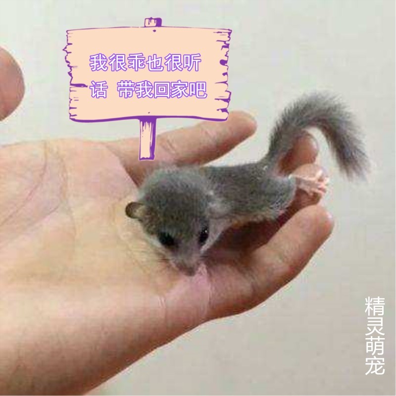 西班牙活体宠物迷你学生同款睡鼠
