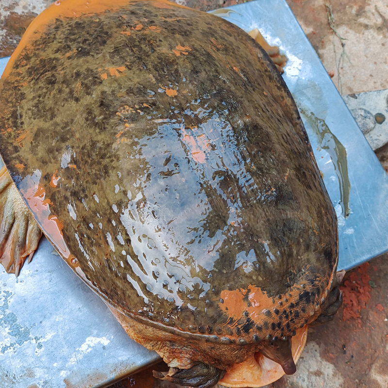 外塘大甲鱼活体珍珠鳖水鱼王八团鱼水