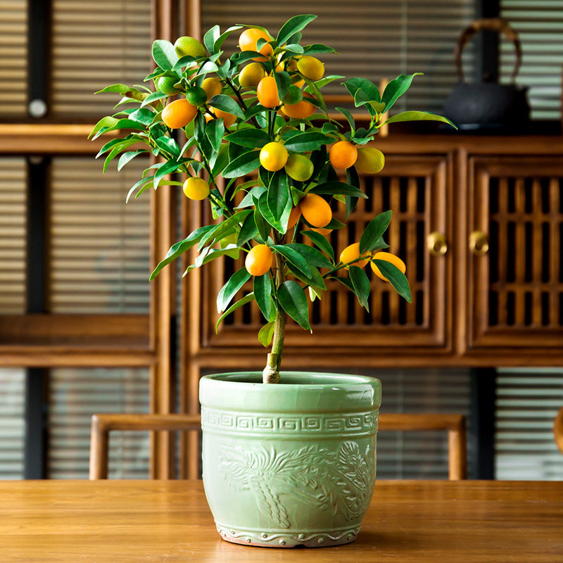 一折金桔盆栽 金橘盆景 带果_金桔盆栽带果室内四季年桔绿植客厅食用