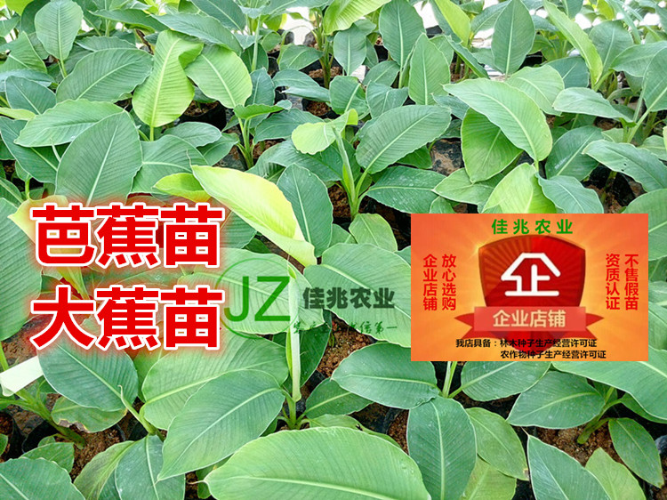 芭蕉苗 大蕉苗芭蕉樹苗室內花卉植物盆栽庭院綠化果樹 帶土杯包郵在類目 鮮花速遞/花卉仿真/綠植園藝, 花園植物/行道樹/果樹, 果樹中 - 來自Buy2taobao.com提供專業的淘寶代購服務