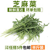 芝麻菜250g 新鮮蔬菜沙拉食材 生菜 西餐 火箭菜 江浙滬皖5件包郵 芝麻菜250g 新鮮蔬菜沙拉食材 生菜 西餐 火箭菜 江浙滬皖5件包郵
