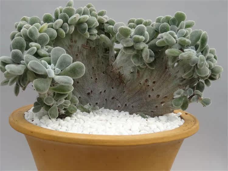 四方|多肉植物雪晃星锦司晃缀化办公室内阳台花卉绿植组合盆景盆