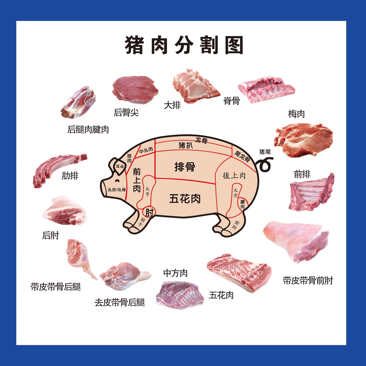 猪肉分解图示意图图片