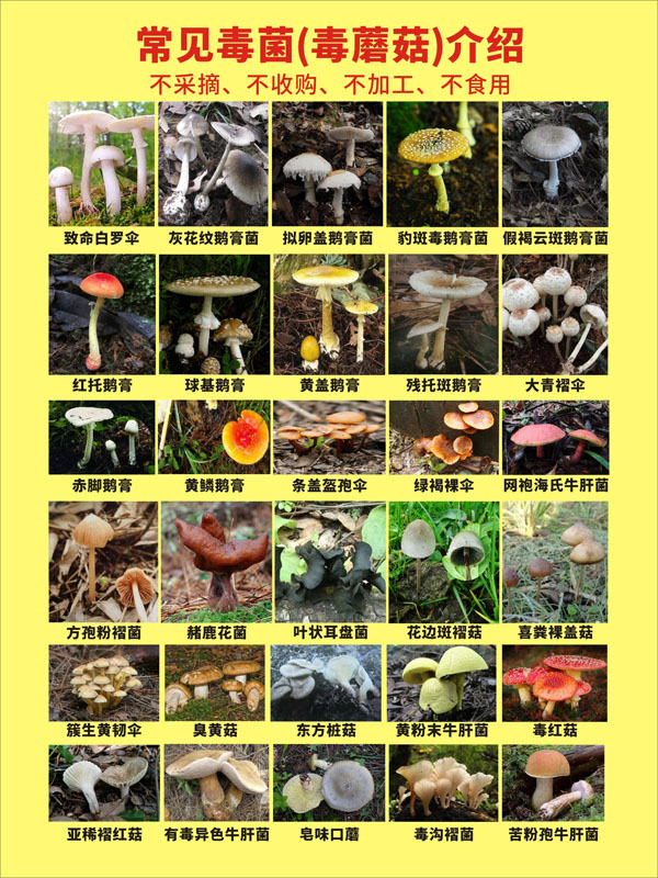 m769常见野生毒菌毒蘑菇科普介绍宣传挂图片1872海报定制印制展板
