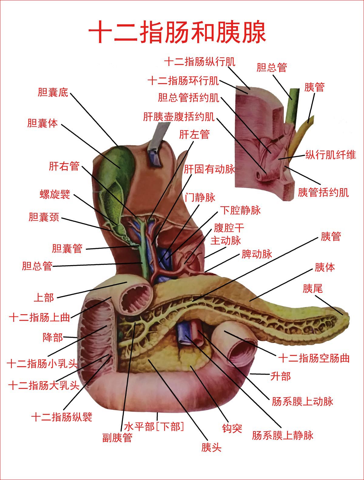 十二指肠在哪个位置图图片