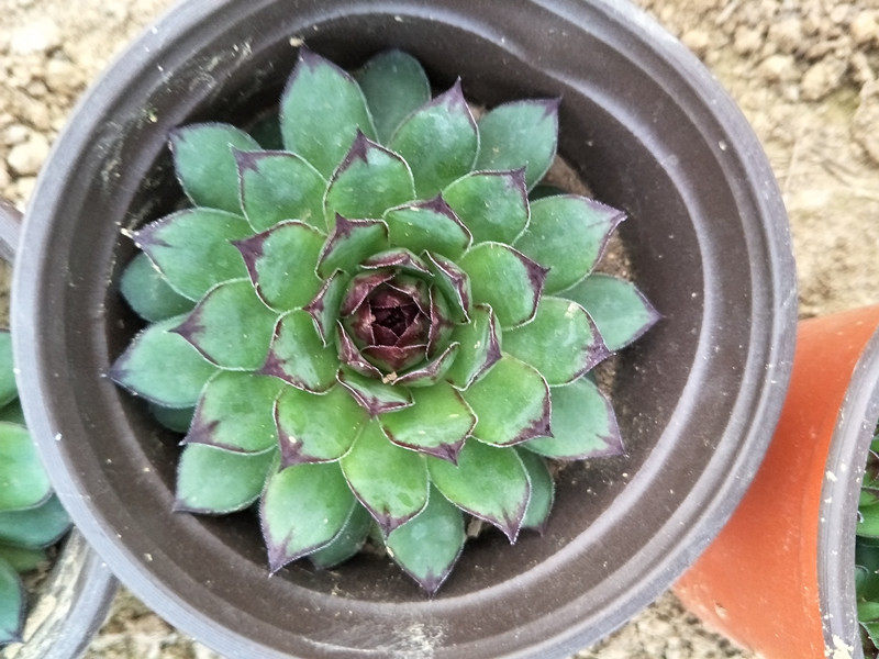 多肉植物观音莲常生草长生莲肉肉绿植防辐射迷你盆栽