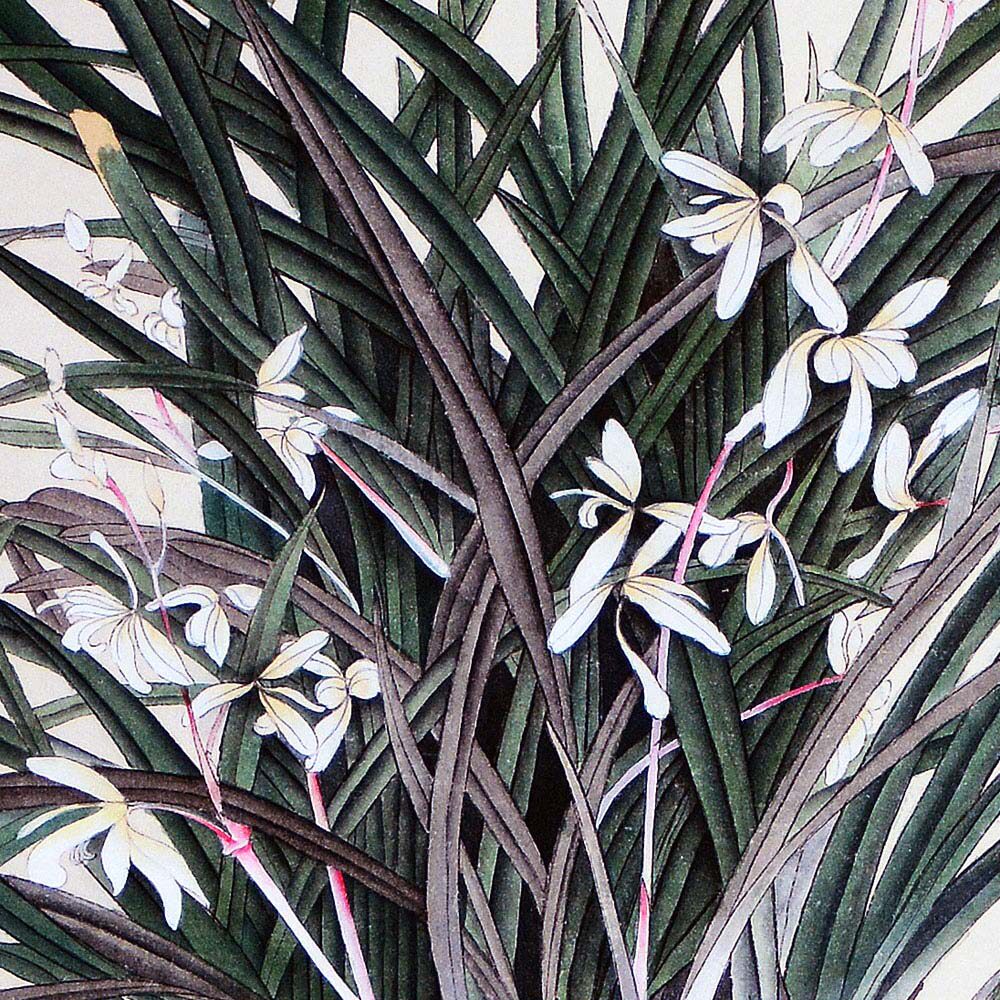 尚小云梅兰芳荀慧生《兰花》