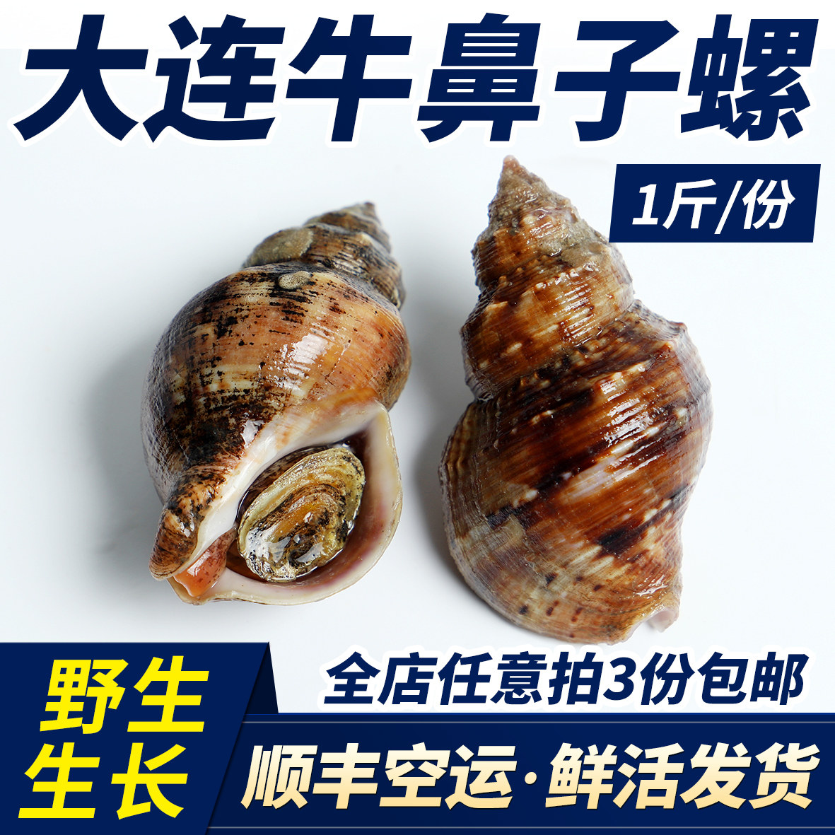 大连特产牛鼻子螺野生活鲜网红麻辣小海螺小香螺鲜活海鲜香波螺