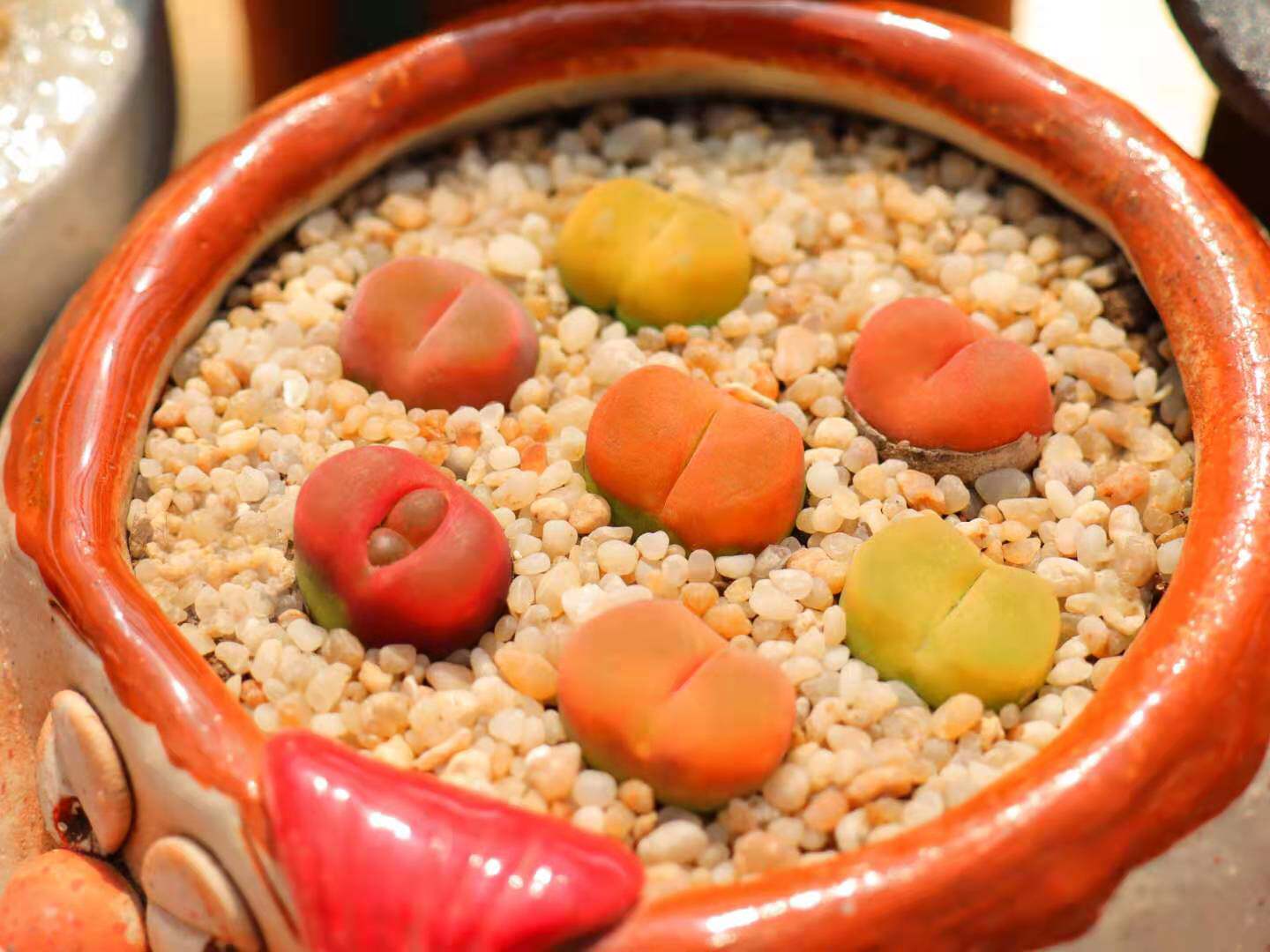 慢悠花房0531精品番杏科毛汉尼汉尼岛田生石花多多肉植物