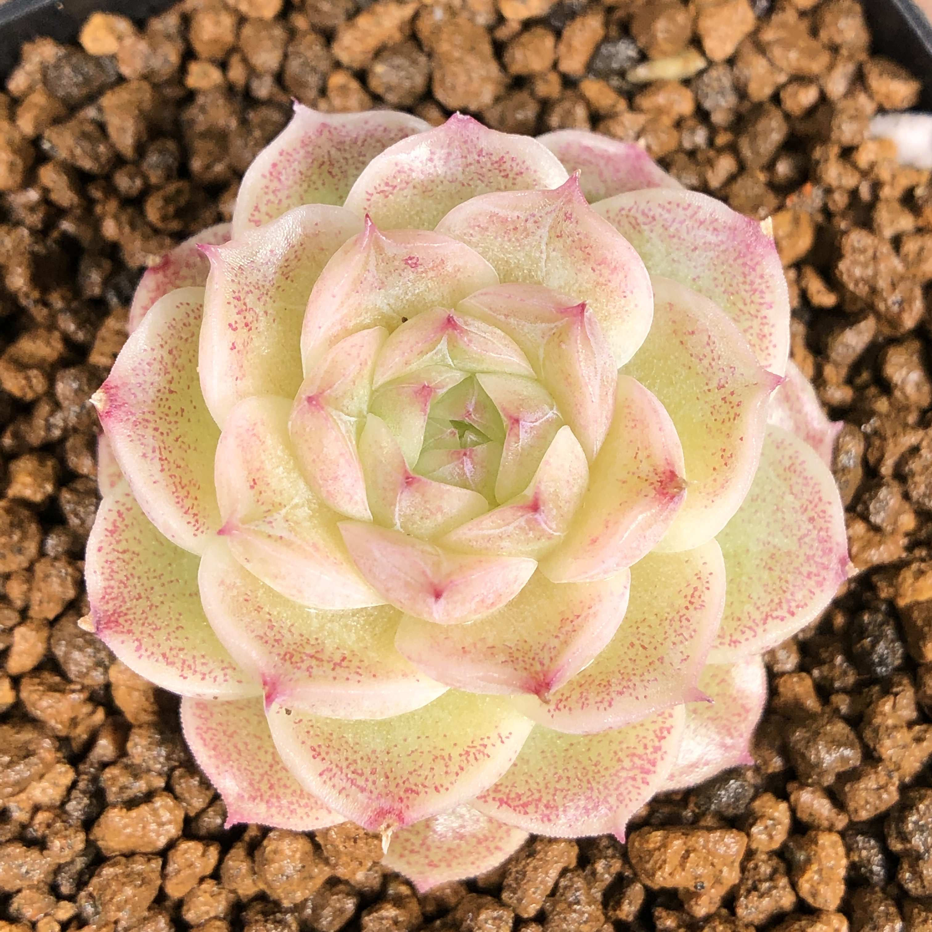 慢悠花房精品多肉0531麦秆女王玫瑰新品杂交多肉植物