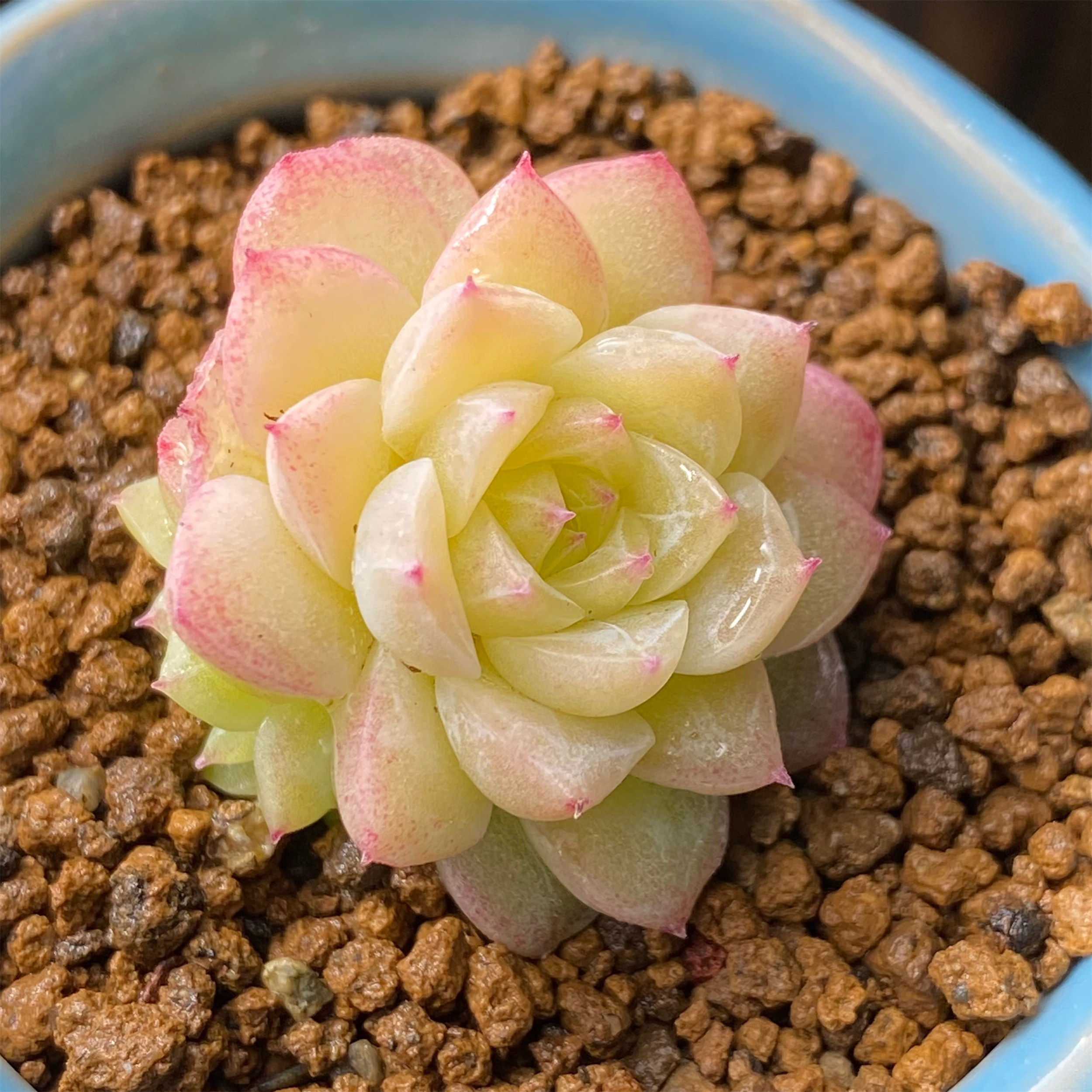 慢悠花房精品多肉0528麦秆女王玫瑰新品杂交多肉植物