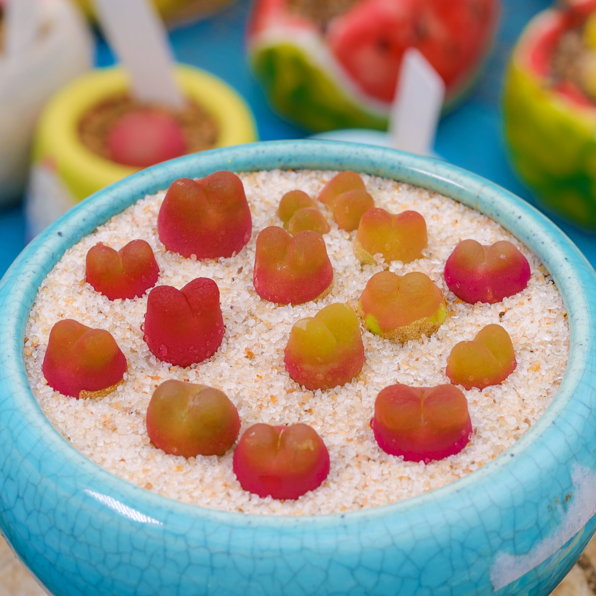 慢悠花房0429精品番杏科毛汉尼汉尼岛田生石花多多肉植物