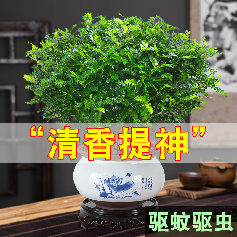 清香胡椒木盆栽花卉植物室内客厅好养防驱蚊草盆景净化空气小绿植