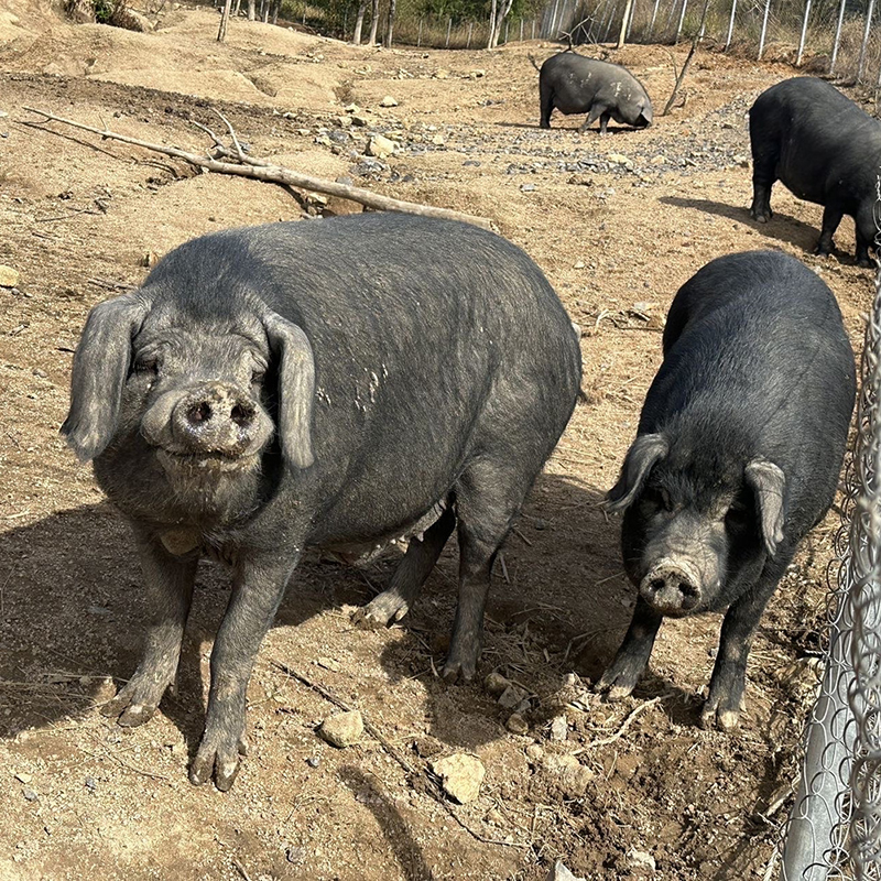 安徽绩溪土黑猪肉12月以上当日现杀现发非冻品